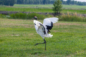 The red-crowned cranes flying in the Momoge National Nature Reserve, Jilin Province, China.