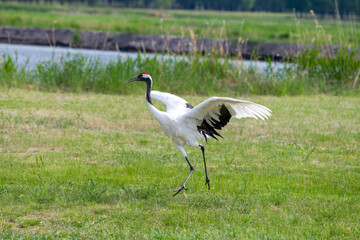 The red-crowned cranes flying in the Momoge National Nature Reserve, Jilin Province, China.