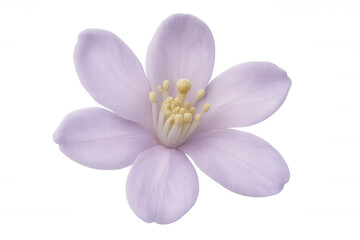 Purple flower blooming, revealing delicate yellow-centered petals against translucent backdrop, highlighting botanical elegance