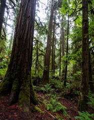 Fototapeta premium Lush forest floor, towering trees
