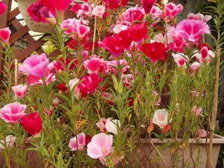 ゴデチャの花の生態写真