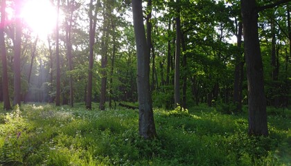 Obraz premium Sunlight filters through a lush forest, illuminating a field of wildflowers.