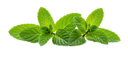 mint leaves isolated on white