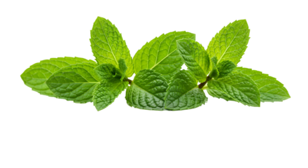 mint leaves isolated on white