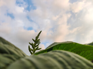 Graceful amaranth blossom unfurls towards the heavens, framed by lush foliage and a serene, cloudy...