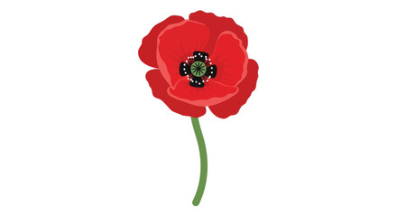 Elegant digital illustration of a single red poppy flower on a white canvas space