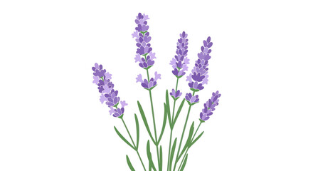 Elegant lavender stems arranged in charming clusters against a bright white backdrop © jas