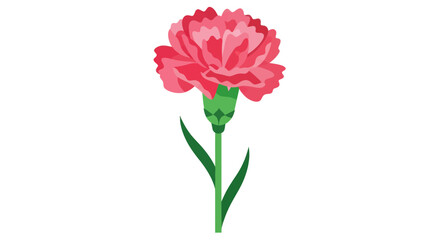 Vibrant carnation blooms in pink hues and green stem isolated on white backdrop