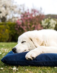 White dog resting on blue pillow in a garden