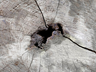 Close-up of an aged tree stump revealing intricate growth rings, deep cracks, and a central hollow