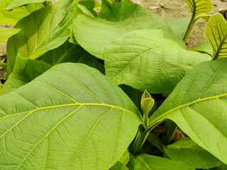 Fresh green leaves displaying natural growth and intricate patterns, symbolizing vitality in a thriving plant environment