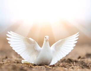 Fototapeta premium White dove with outstretched wings, bathed in sunlight