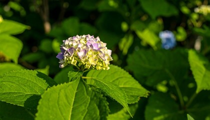 A delicate hydrangea flower head, vibrant with shades of lavender and pale yellow, stands out against a backdrop of lush green foliage, bathed in soft sunlight.