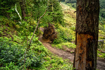 Misty Forest Trail in Purisima Creek Redwoods, North Ridge Trail