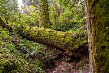 Moss-Covered Fallen Redwood Trunk in Coastal California Forest