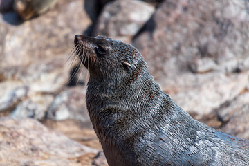 Detail of the seal colony at Cape Cross, off the skeleton coast of Namibia.