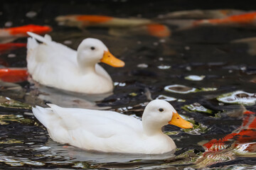 The white Duck is stay in nature garden