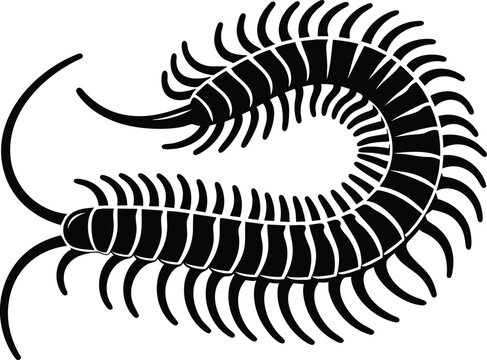 Dangerous centipedes insect silhouette vector illustration isolated on white background