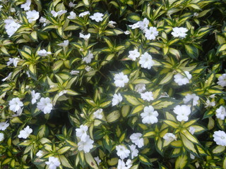 lily of the valley in the forest