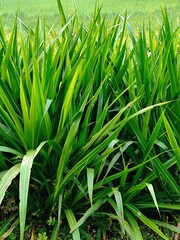 elephant grass plants for animal feed