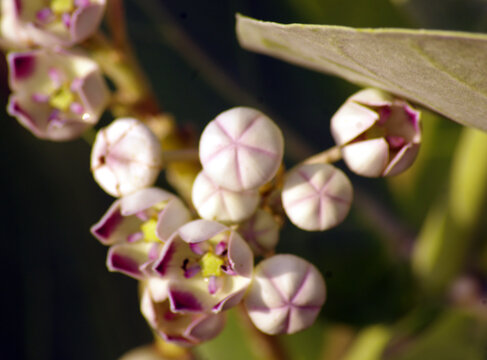 Beautiful Flowers on Aak ,famous Herbal plant 