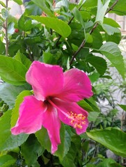 pink hibiscus flower