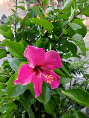 pink hibiscus flower