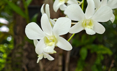 blooming orchid flower in garden