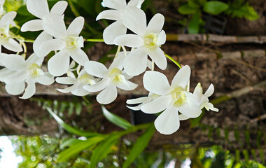 blooming orchid flower in garden