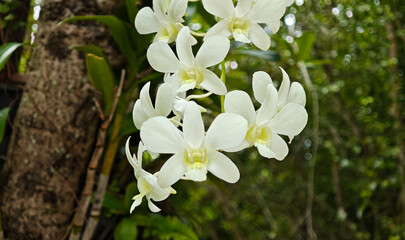 blooming orchid flower in garden