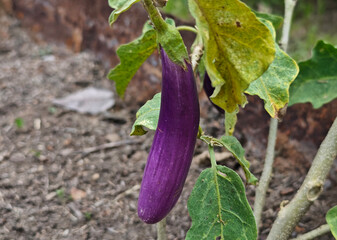 Eggplant hanging from the tree
