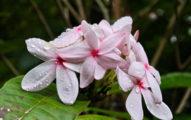 Pink  flower blooming in garden