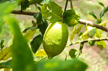 Lemon fruit hanging on tree in lemon farm
