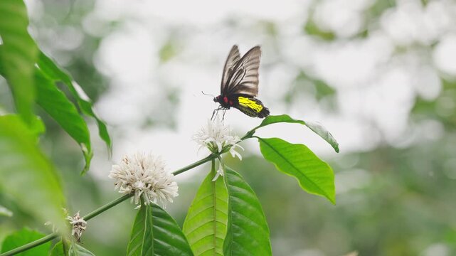 Birdwing butterfly pollinating robusta coffee, coffea canephora, flowers, troides helena, tree, plant, pollination, feeding on nectar, insect pollinator, pollen