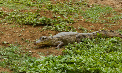 lizard in the grass
