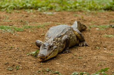 Close-up of Crocodile Eye and Scaly Skin