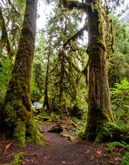 Lush forest path, mossy trees (1)