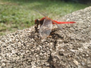 Red Dragonfly Resting on a Concrete