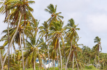 Obraz premium Lush and Dense Palm Trees Against a Bright Sky