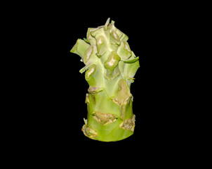 cabbage isolated on white background