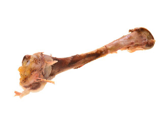 bone isolated on white background