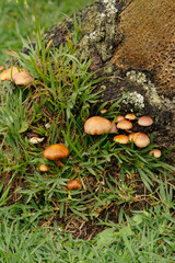 Nature's Intricacies: Small Mushrooms and Moss