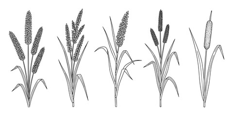 Botanical illustration of various bulrush plants, featuring cattails and other grain stalks in black and white