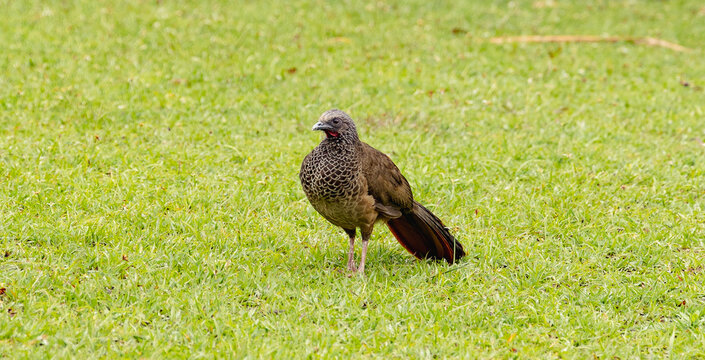 chacalaca Plumage Standing on Green Grass