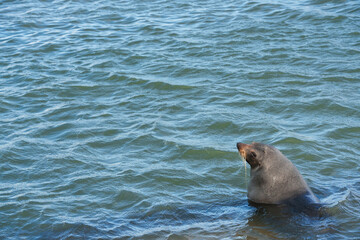 A fur seal sits in the water in American River on Kangaroo Island in South Australia 