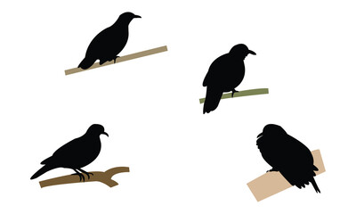 Amethyst brown dove bird Silhouette Design  And Vector Illustration. 