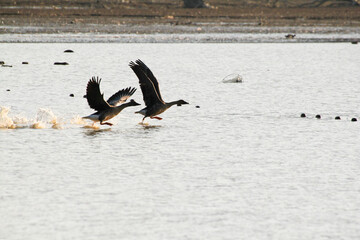 The migratory bird is flying.