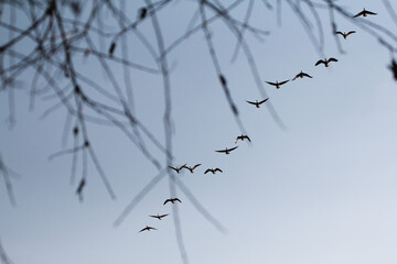 migratory bird season