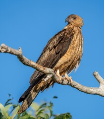 The bird has a sharp, hooked beak, strong talons gripping the branch, and a watchful gaze that...