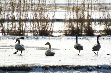  migratory bird season